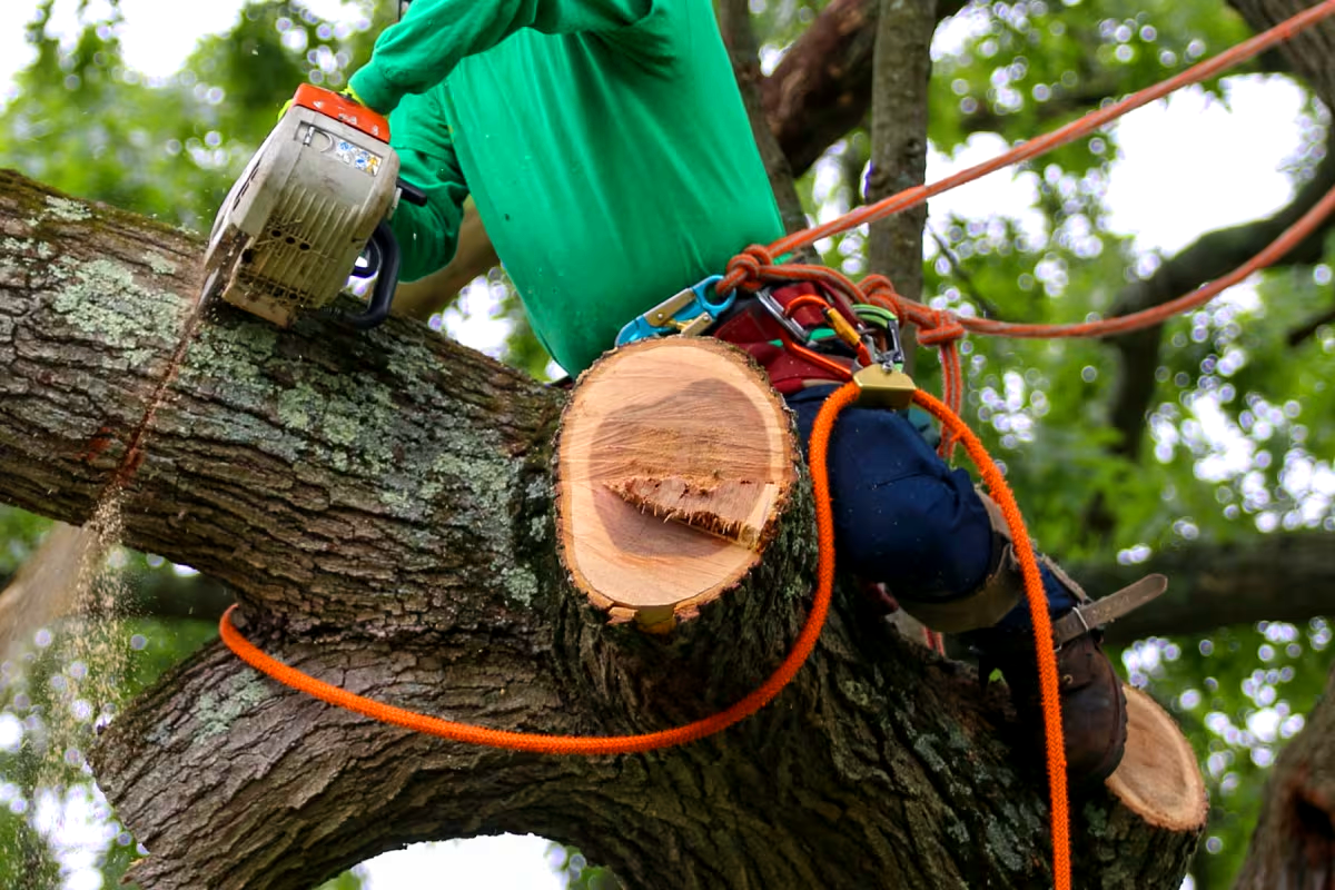 Reliable Gardening and Tree Trimming Services in Washington