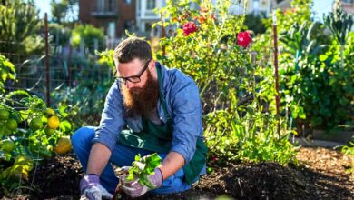 Garden Design and Maintenance