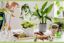 Gardening and Home Plant Care Service