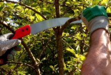 Gardening and Plant Pruning Services