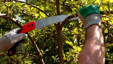 Gardening and Plant Pruning Services