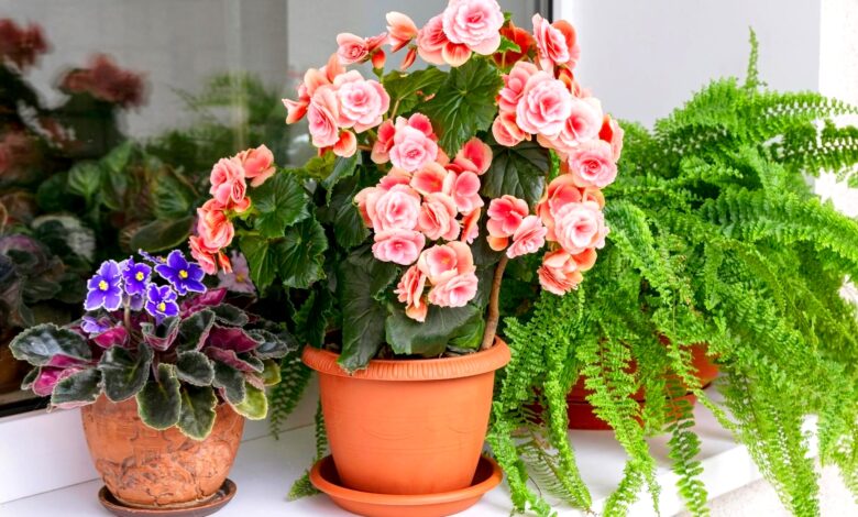 Decorate Your Home with Indoor Plants