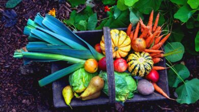 Seasonal Gardening Guide