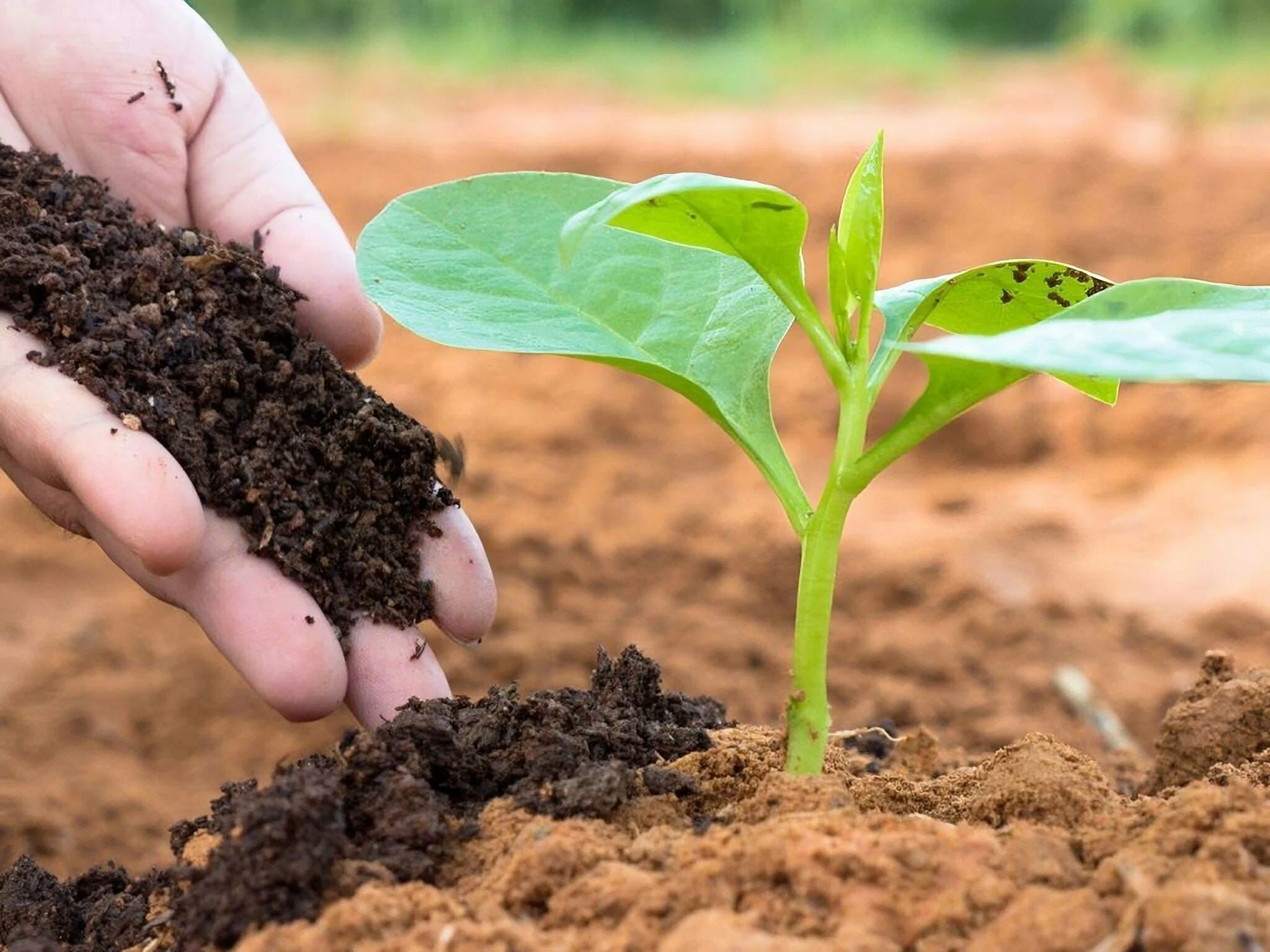 Organic Soil Management