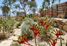 Gardening Tips for Homes in Western Australia